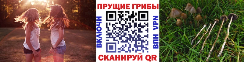 kraken рабочий сайт  как найти закладки  Норильск  Галлюциногенные грибы Cubensis 